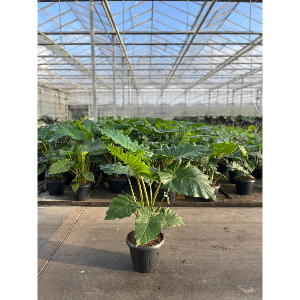 Alocasia Portodora 35c.