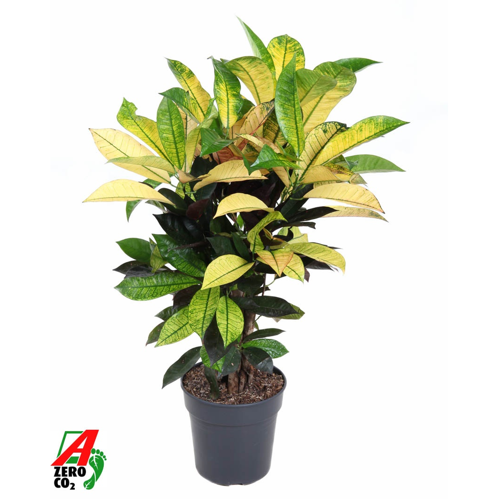 Codiaeum Mrs Iceton vertakt P21.