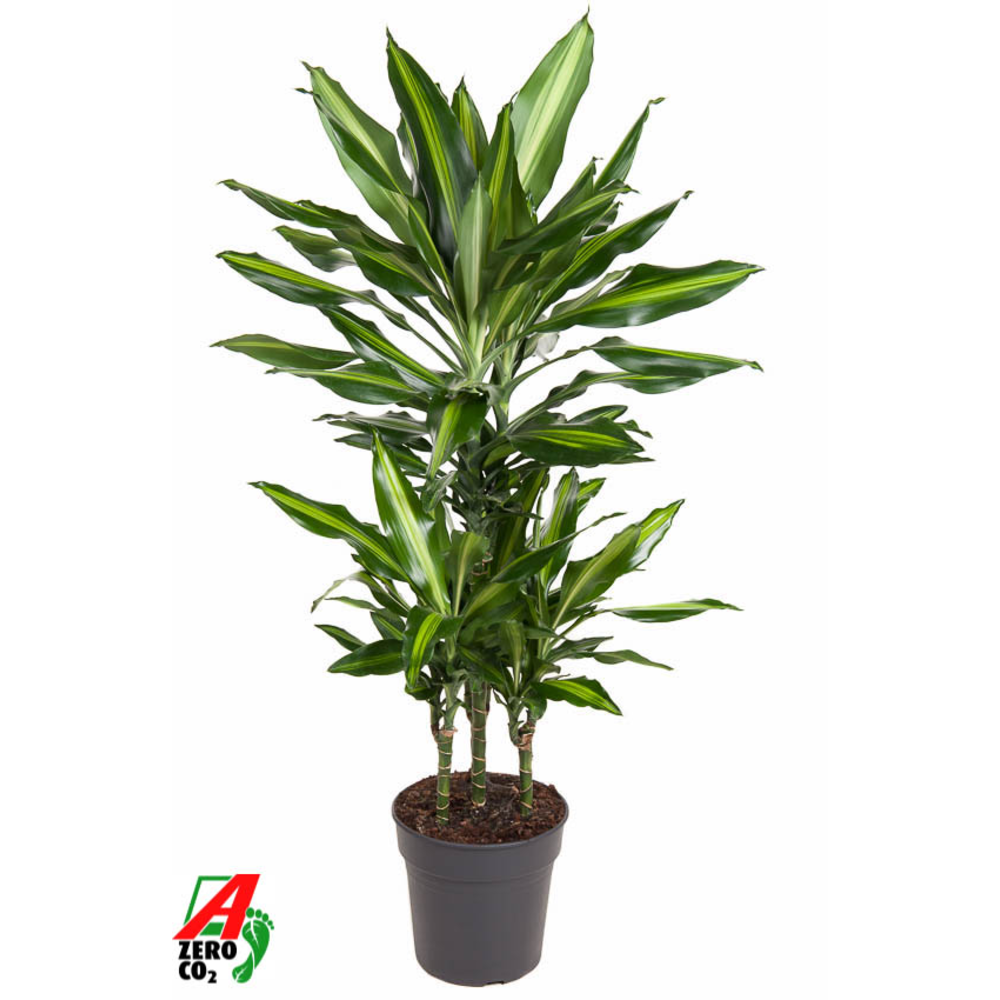Dracaena Cintho 45-carrousel.