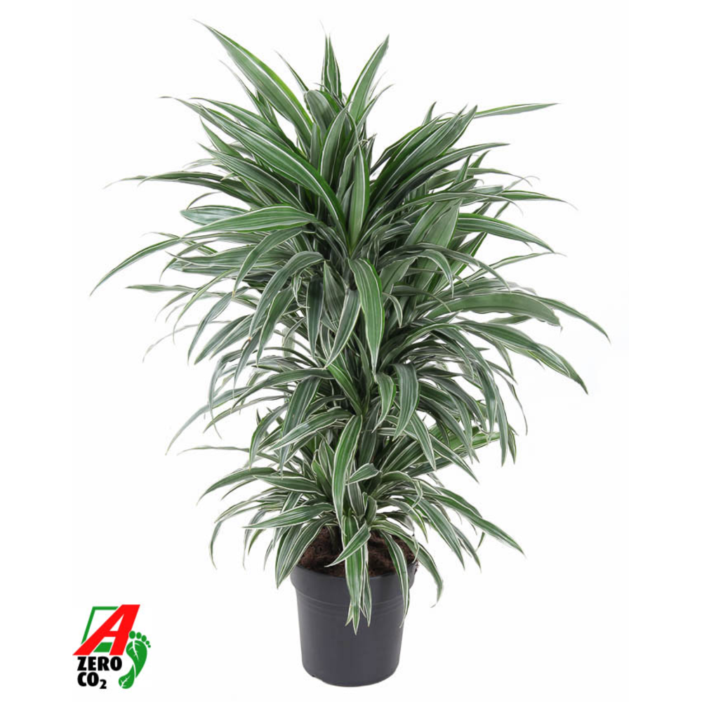 Dracaena Warneckei vertakt P24.