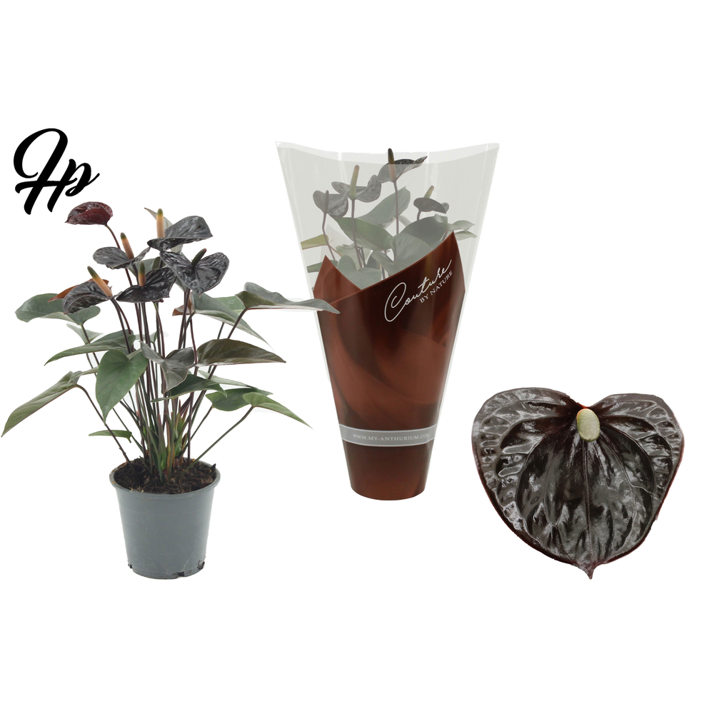 Anthurium Black Love in Couture sleeve.