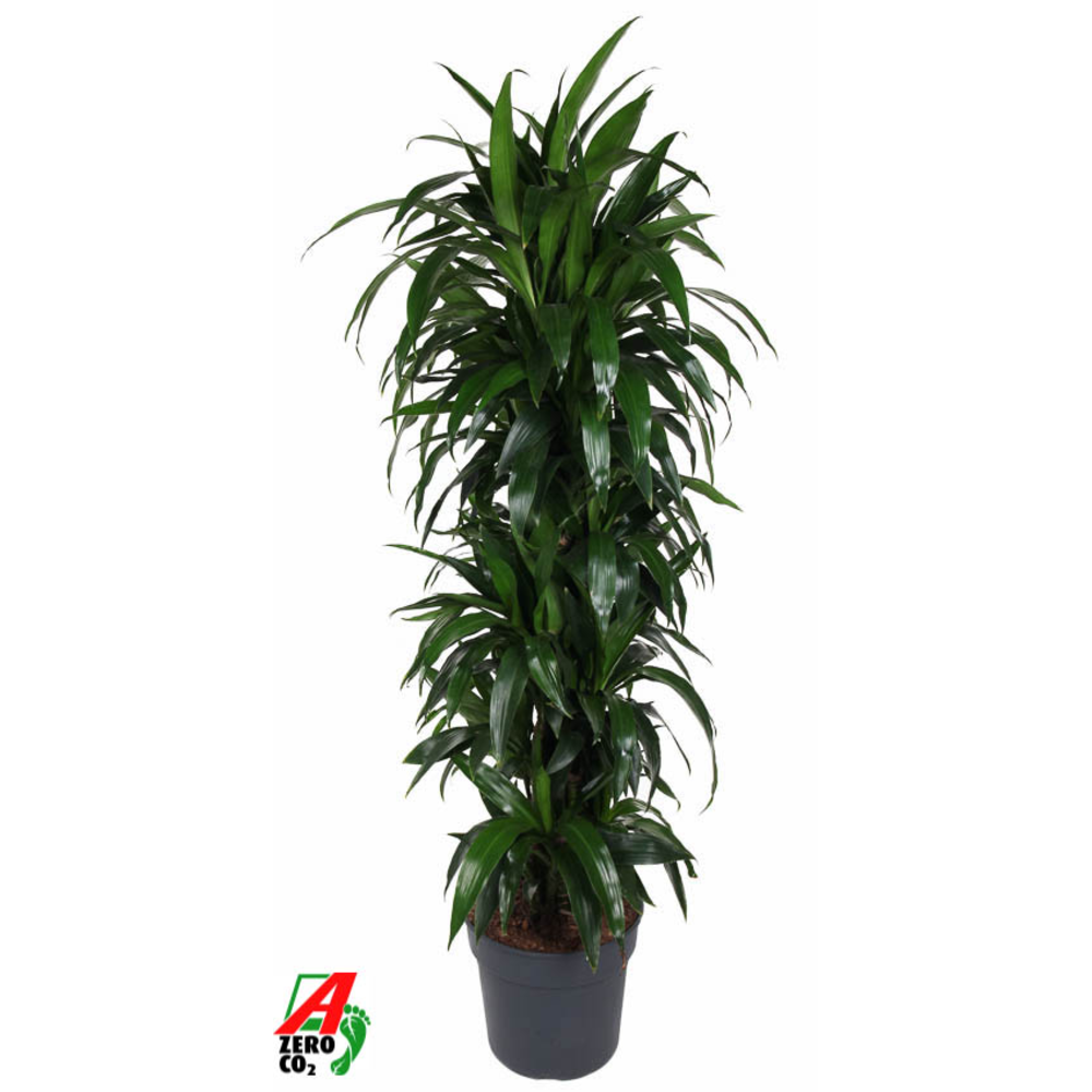 Dracaena Janet Craig vertakt P34.