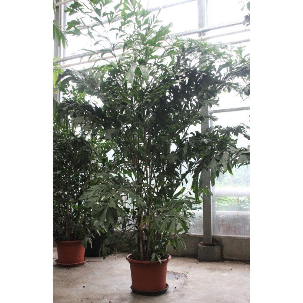 Caryota mitis.