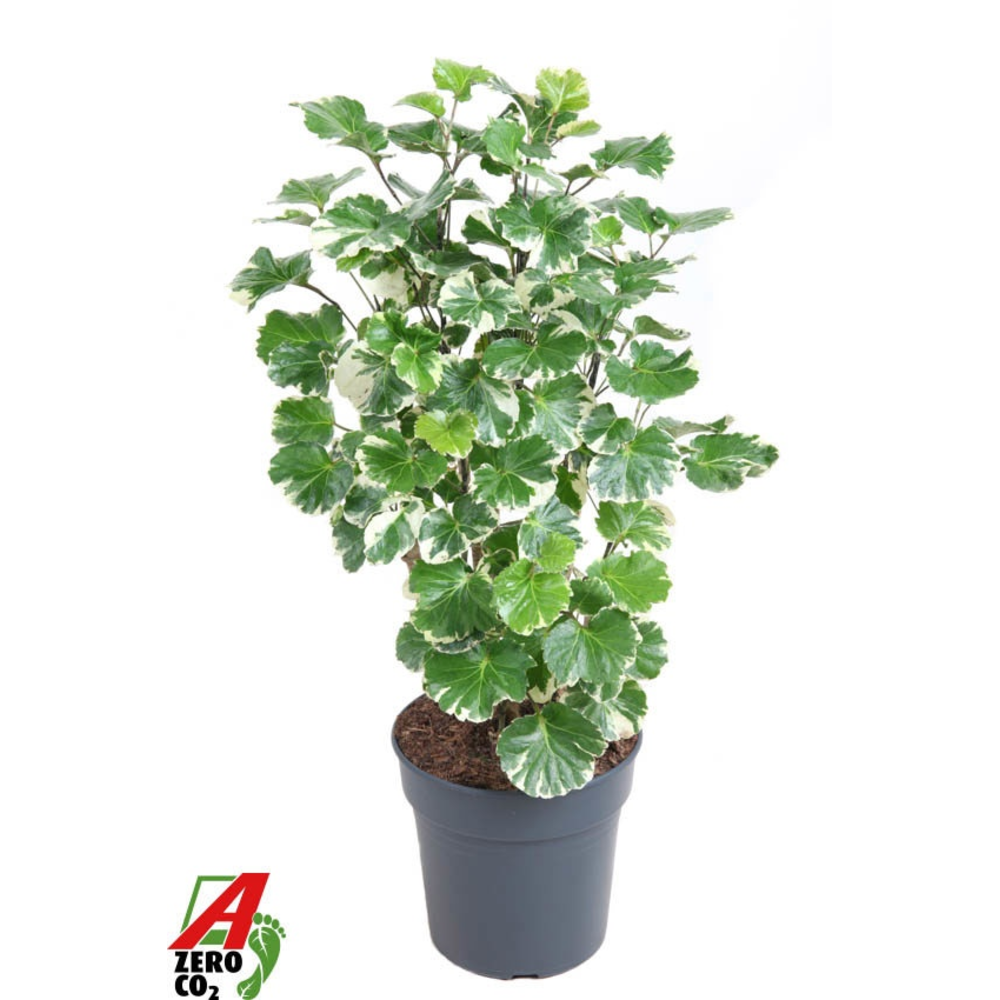 Polyscias Balfouriana vertakt P21.