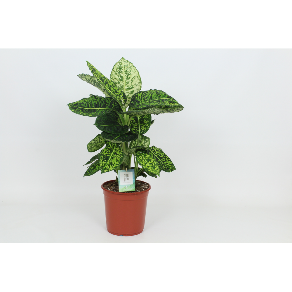 Purify Dieffenbachia Reflector 24 cm.