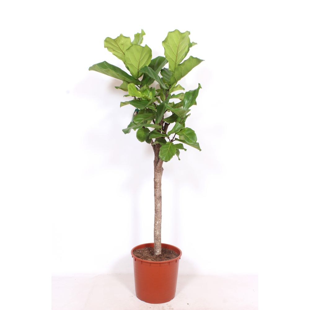 Ficus lyrata.