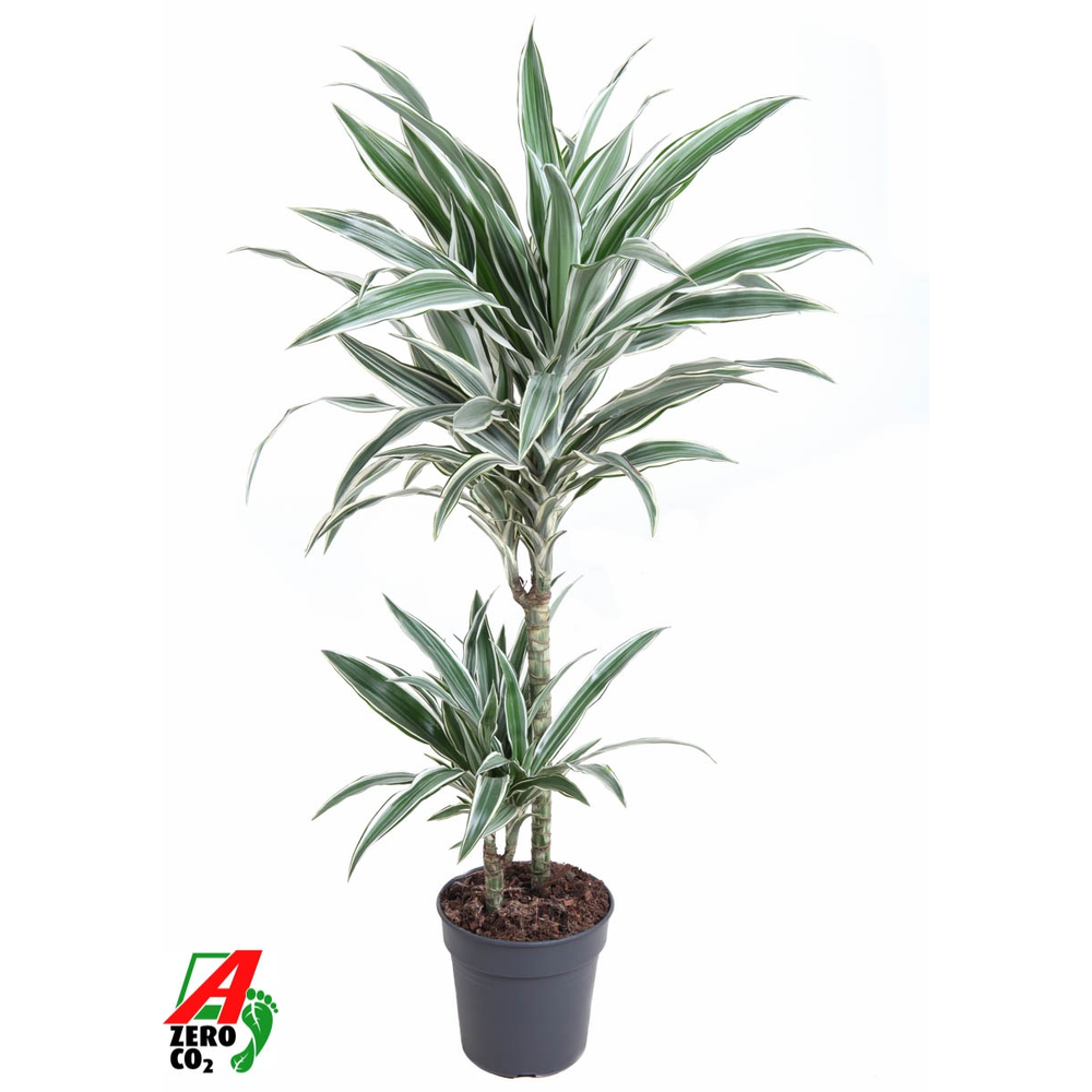 Dracaena White Stripe 45-15.