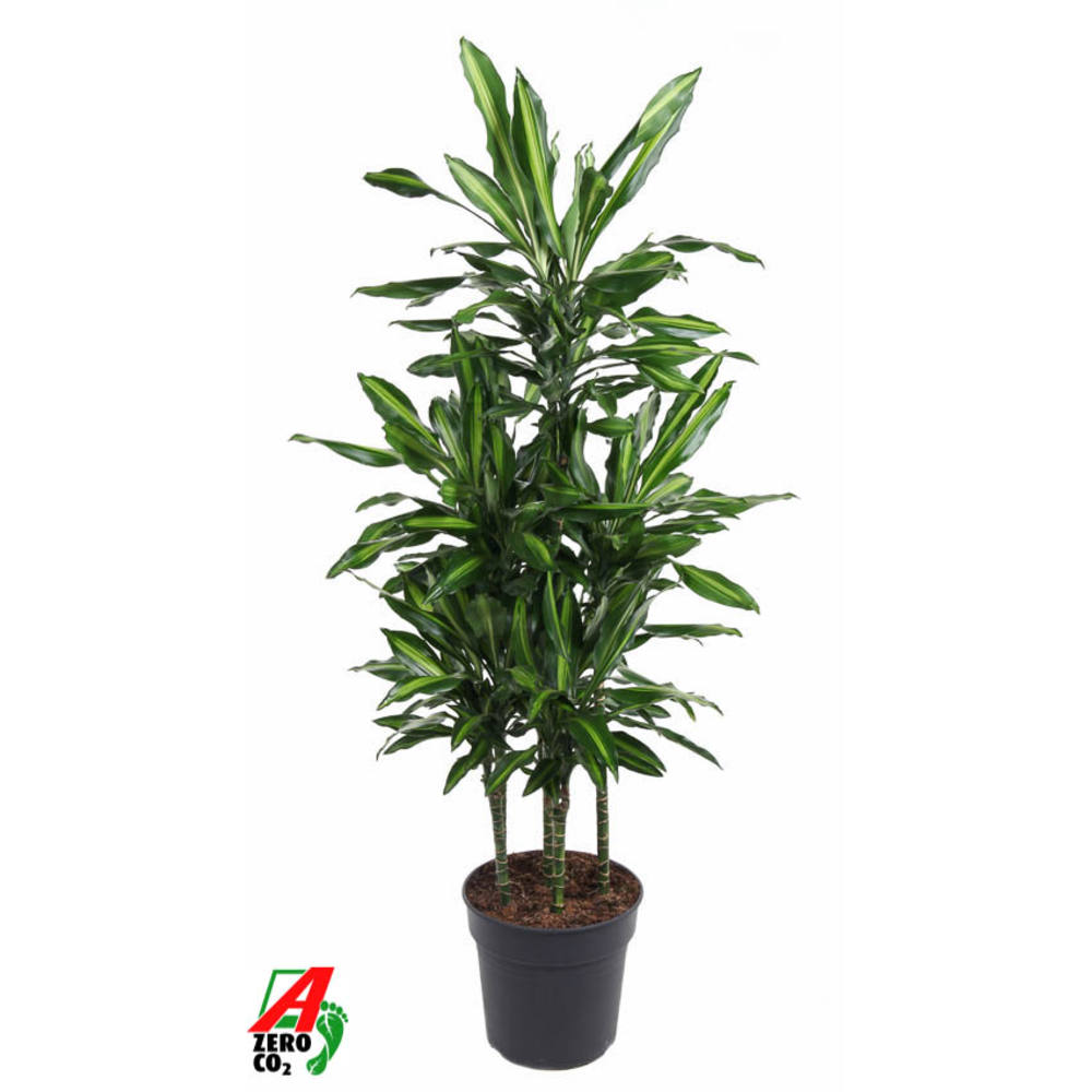 Dracaena Cintho 90-carrousel.