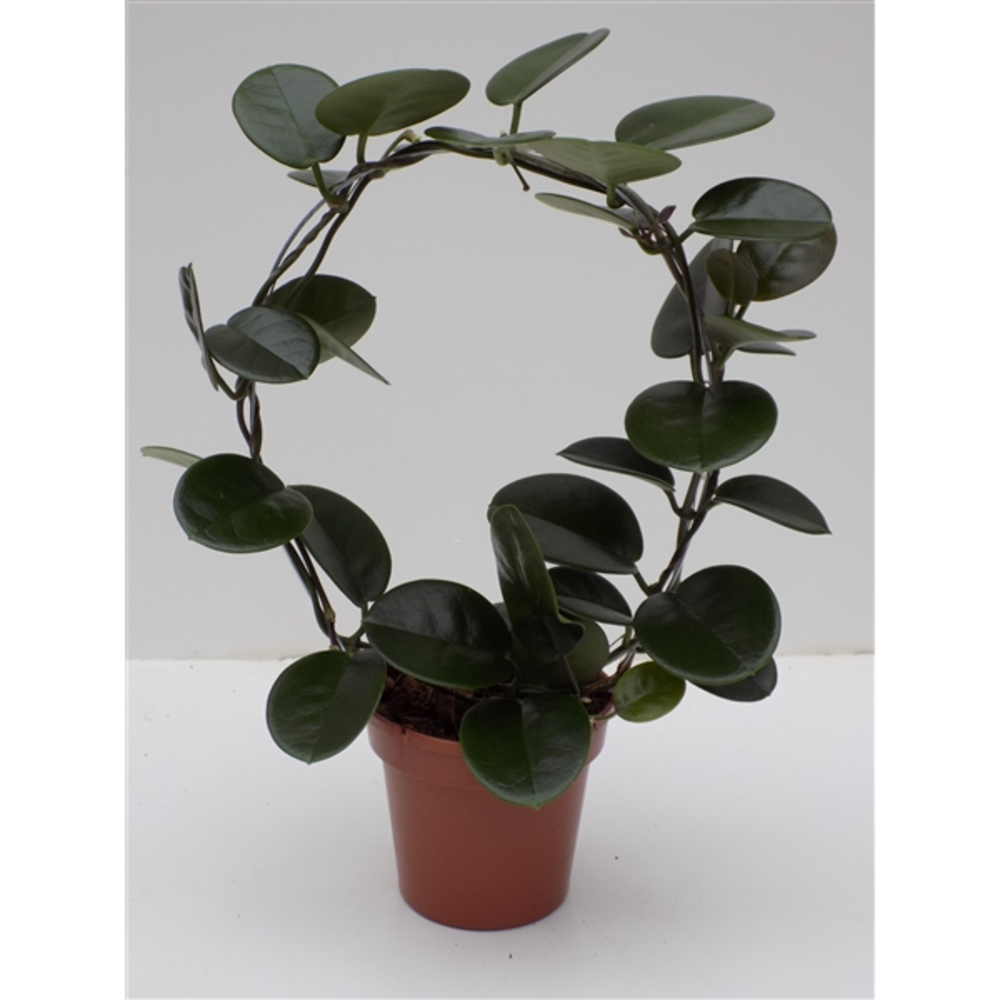 Hoya australis Boog.