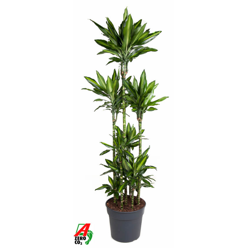 Dracaena Cintho 120-carrousel.