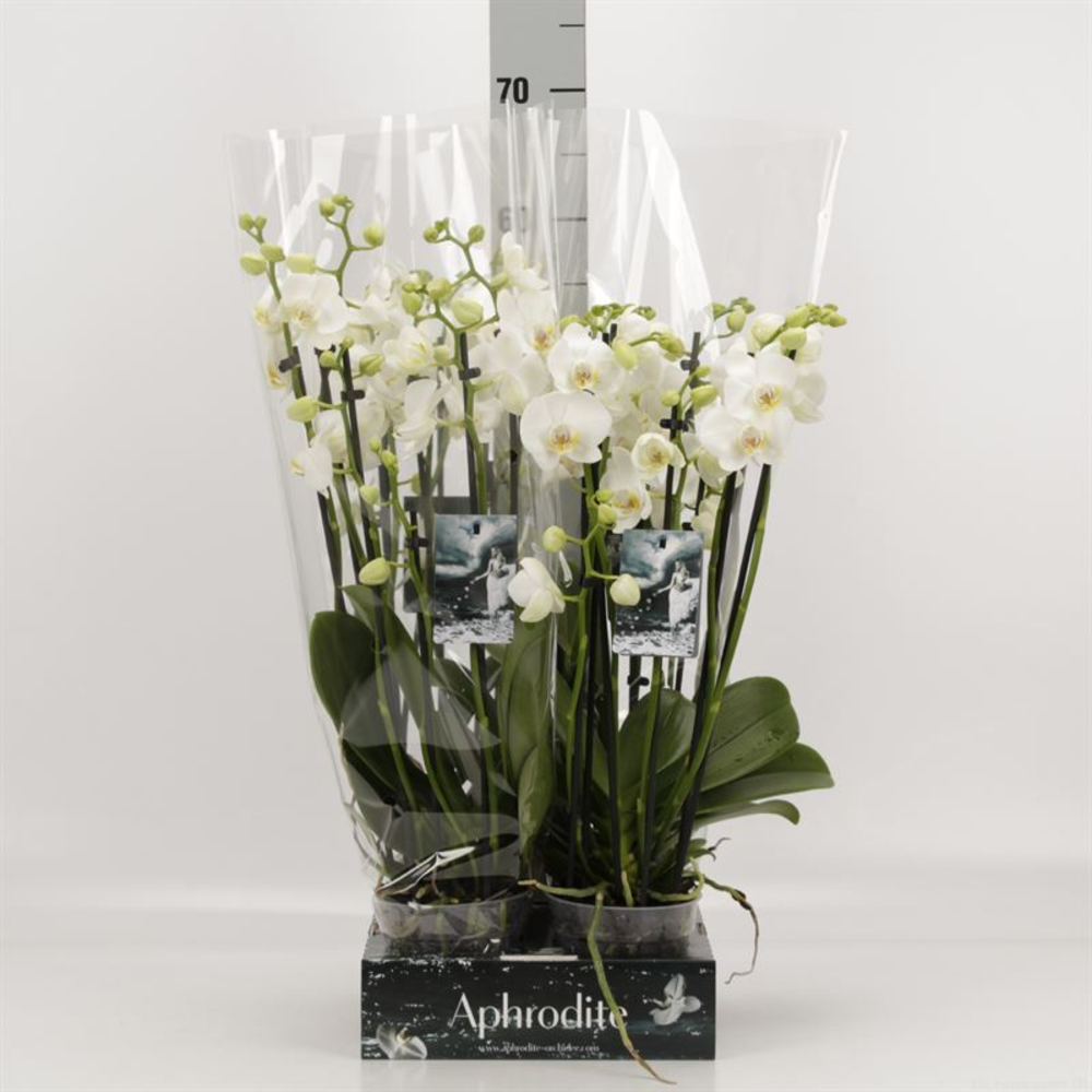 Phalaenopsis overig wit 6 tak wit Goddess.