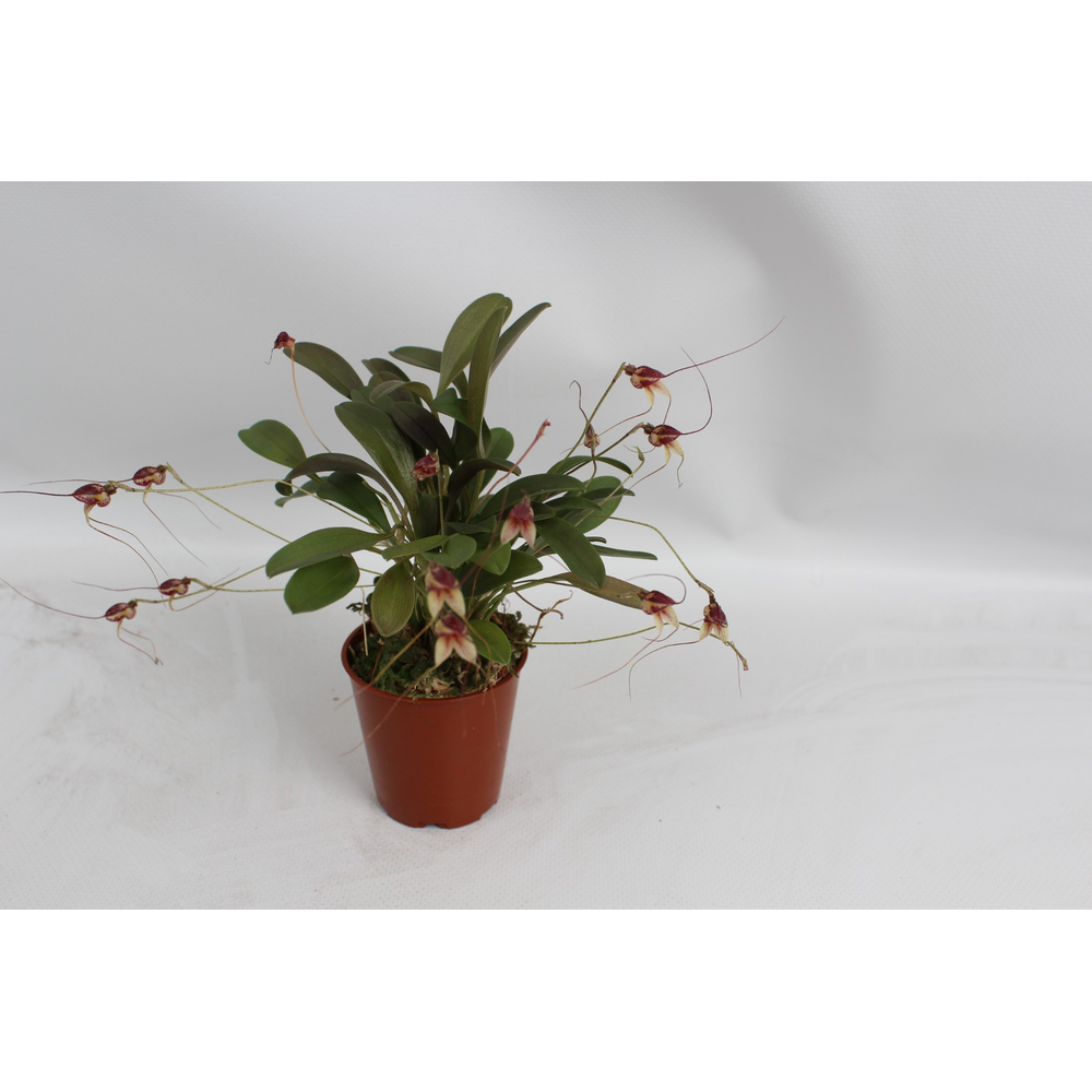 Masdevallia Nidifica 6 cm.