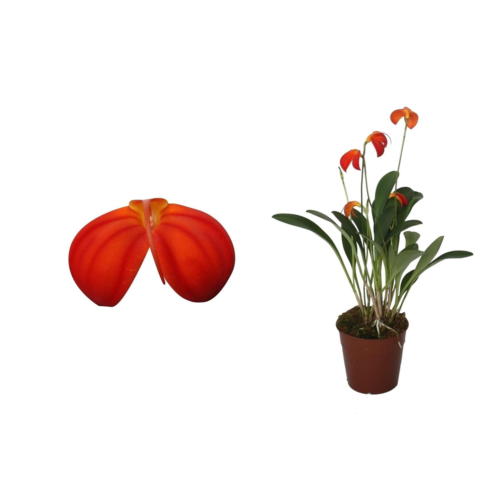 Masdevallia Ignea 9 cm.