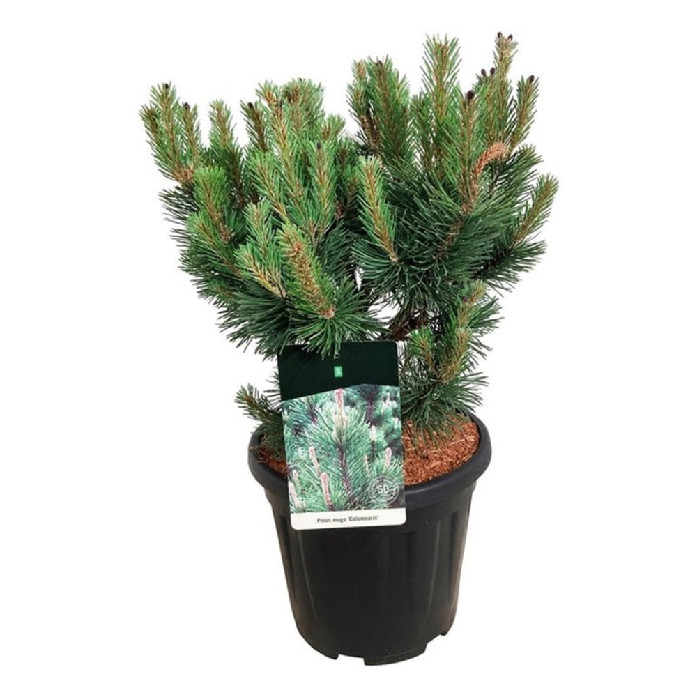 Pinus mugo 'Columnaris'.