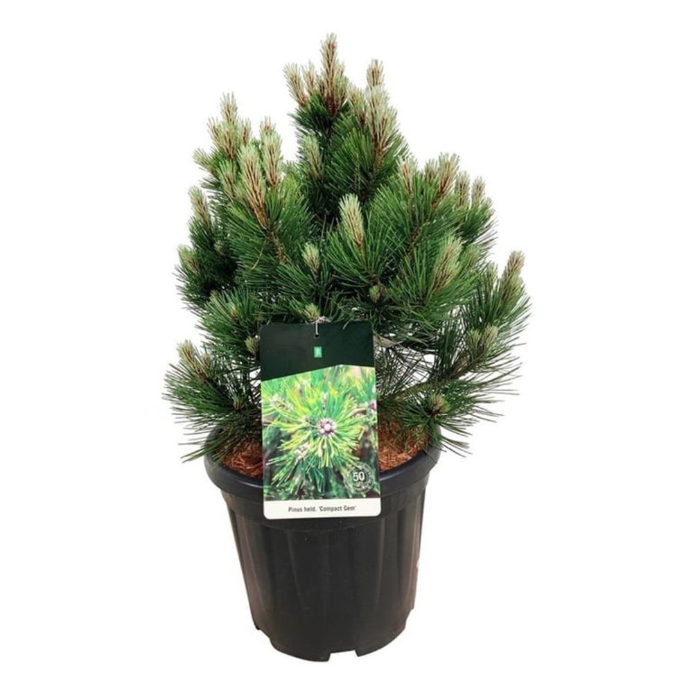 Pinus held. 'Compact Gem'.