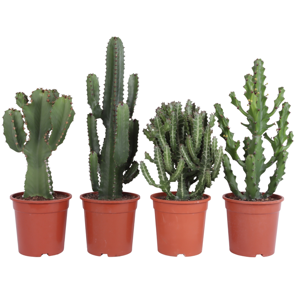 Euphorbia mix 21 cm.