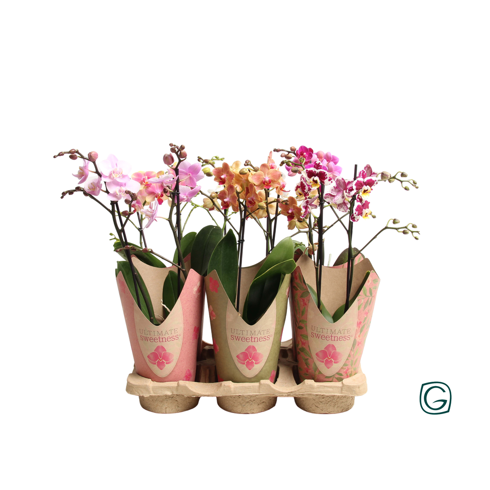 Multiflora 2tk mix potcover Ultimate Sweetness.