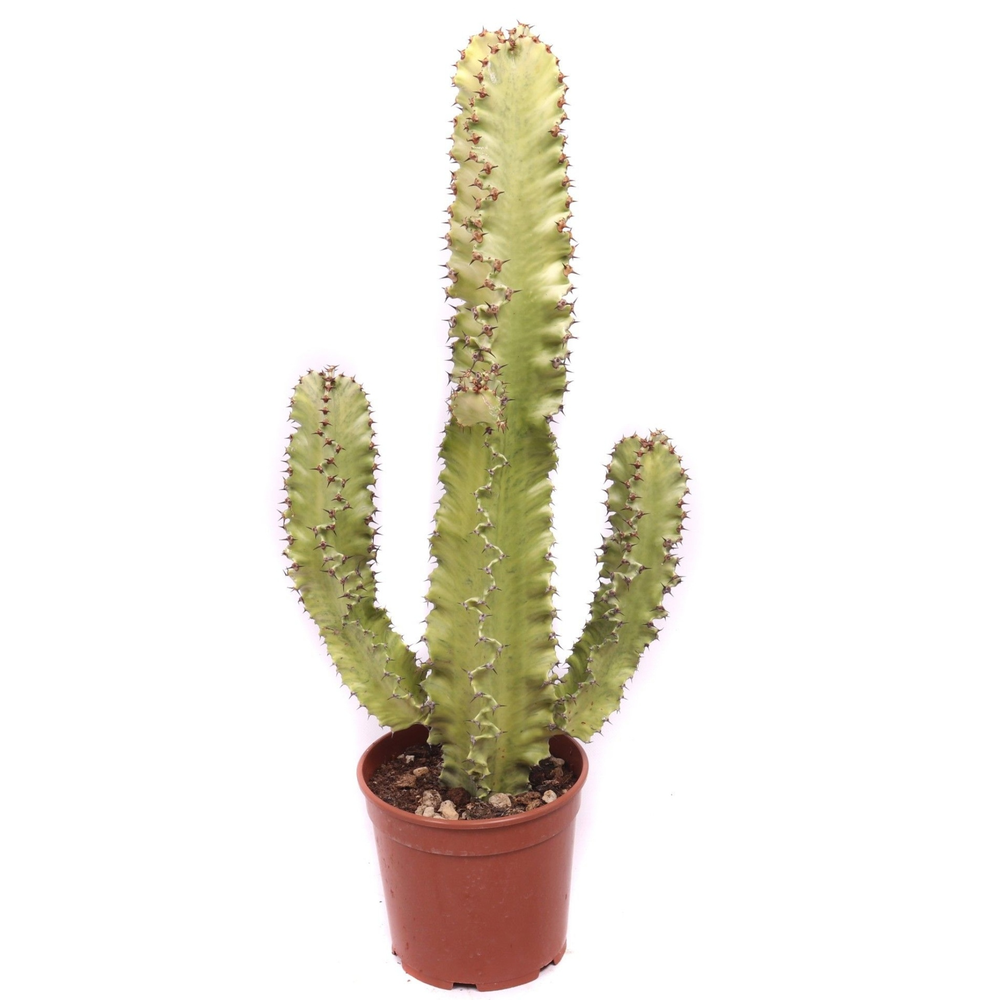 Euphorbia erytrea variegata 21 cm.