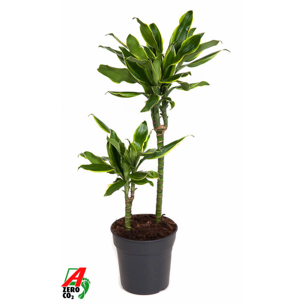 Dracaena Gold Coast 30-10.