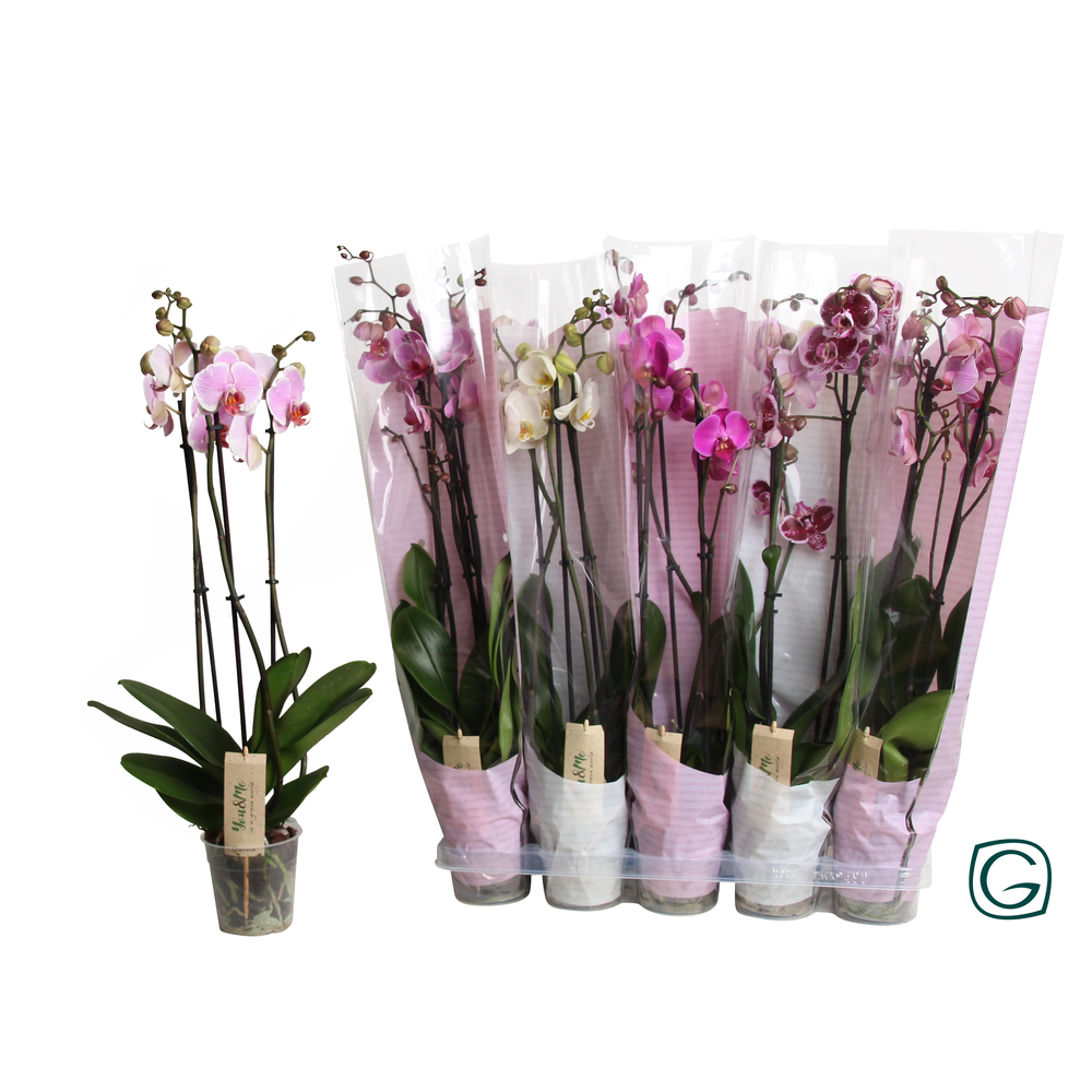 Phal. 3 tk mix 18+ 2 kl happy sleeve.