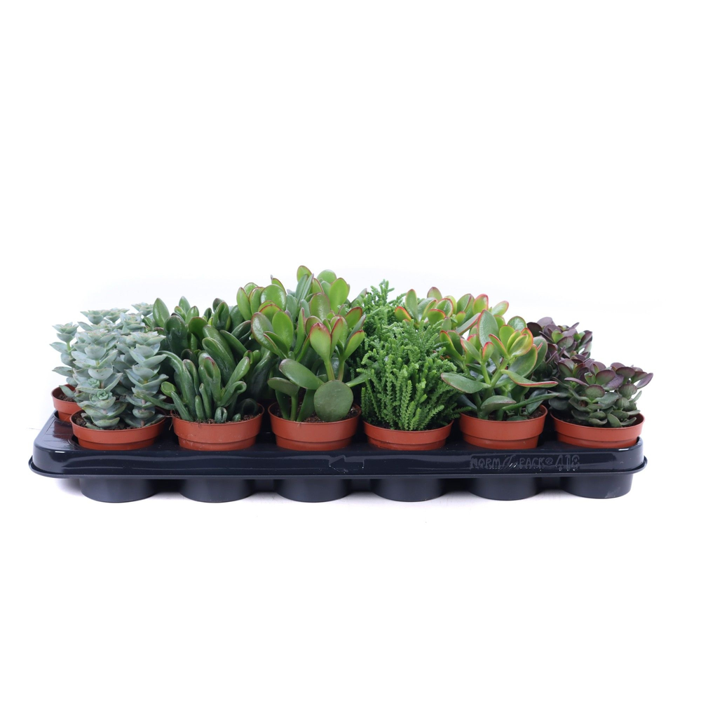 Crassula mix 8,5 cm.