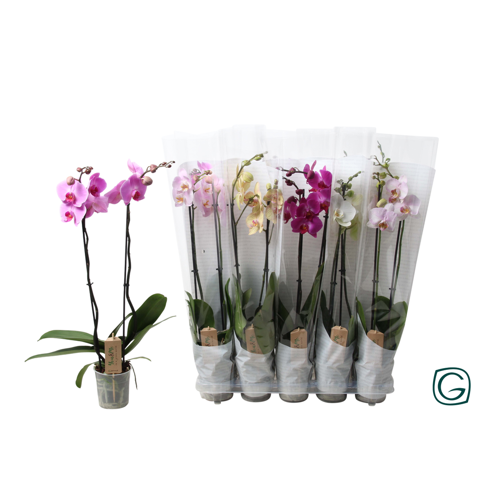 Phal. 2 tk mix 12+ happy sleeve white.