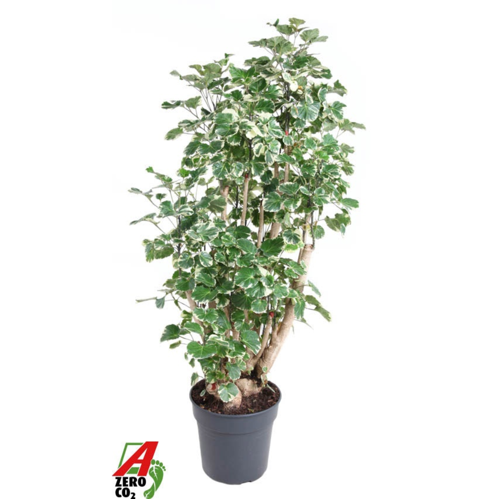 Polyscias Balfouriana vertakt P31.