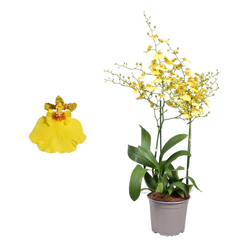 Oncidium 'Münsterland Stern' toef 2 tak 17 cm.