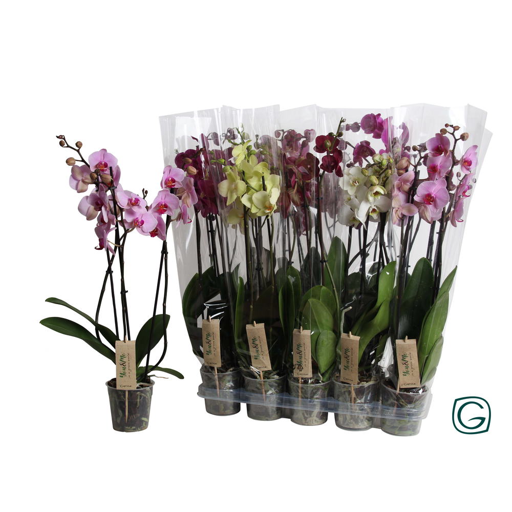 Phalae. 3 tk mix 22+.