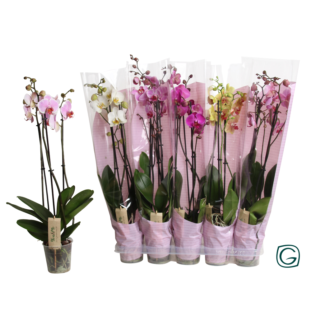 Phal. 3 tk mix 18+ happy-sleeve pink.