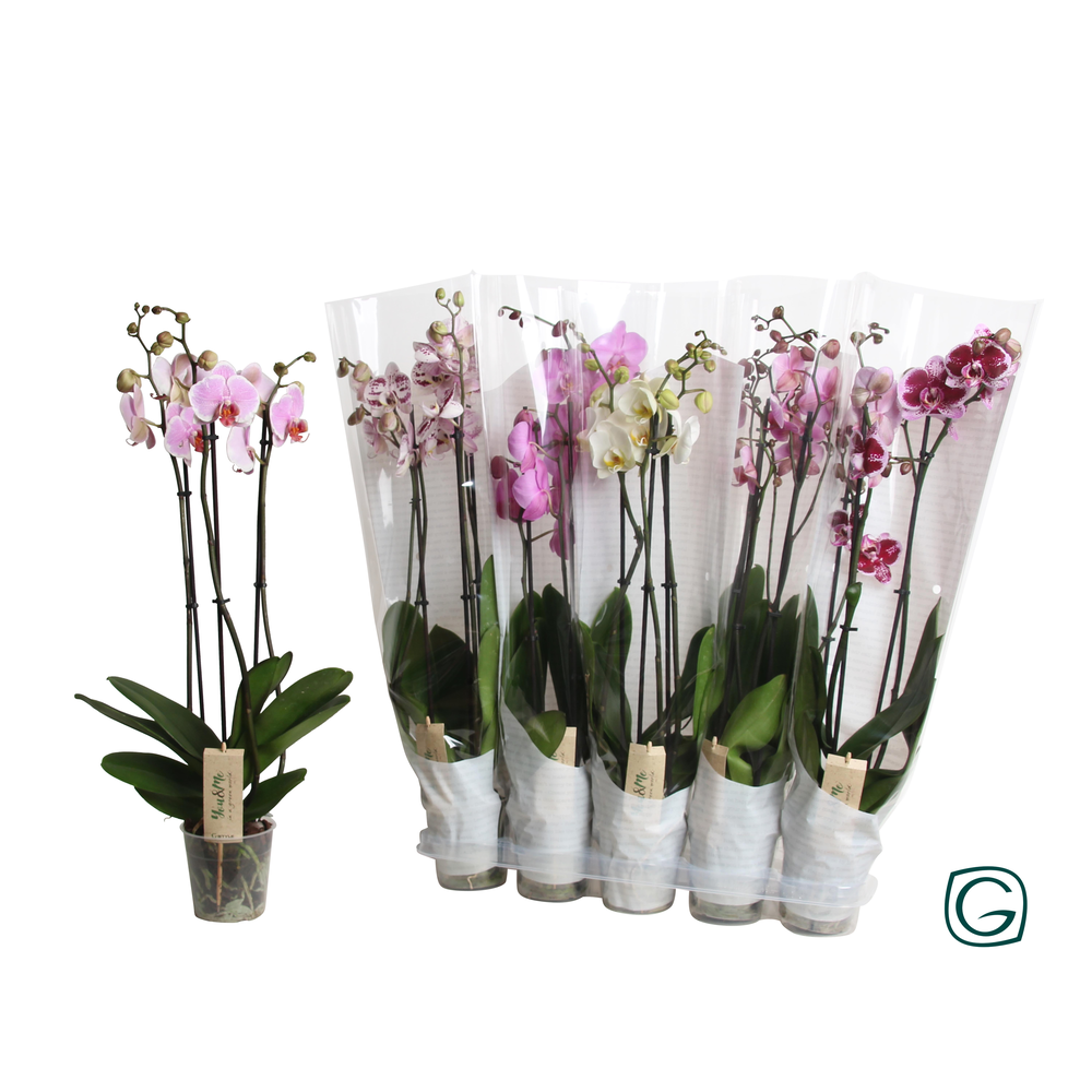 Phal. 3 tk mix 18+ happy sleeve white.