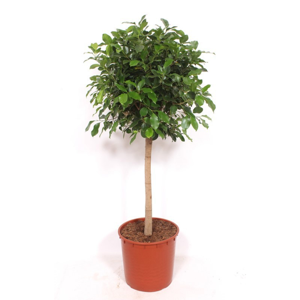 Ficus Nitida.