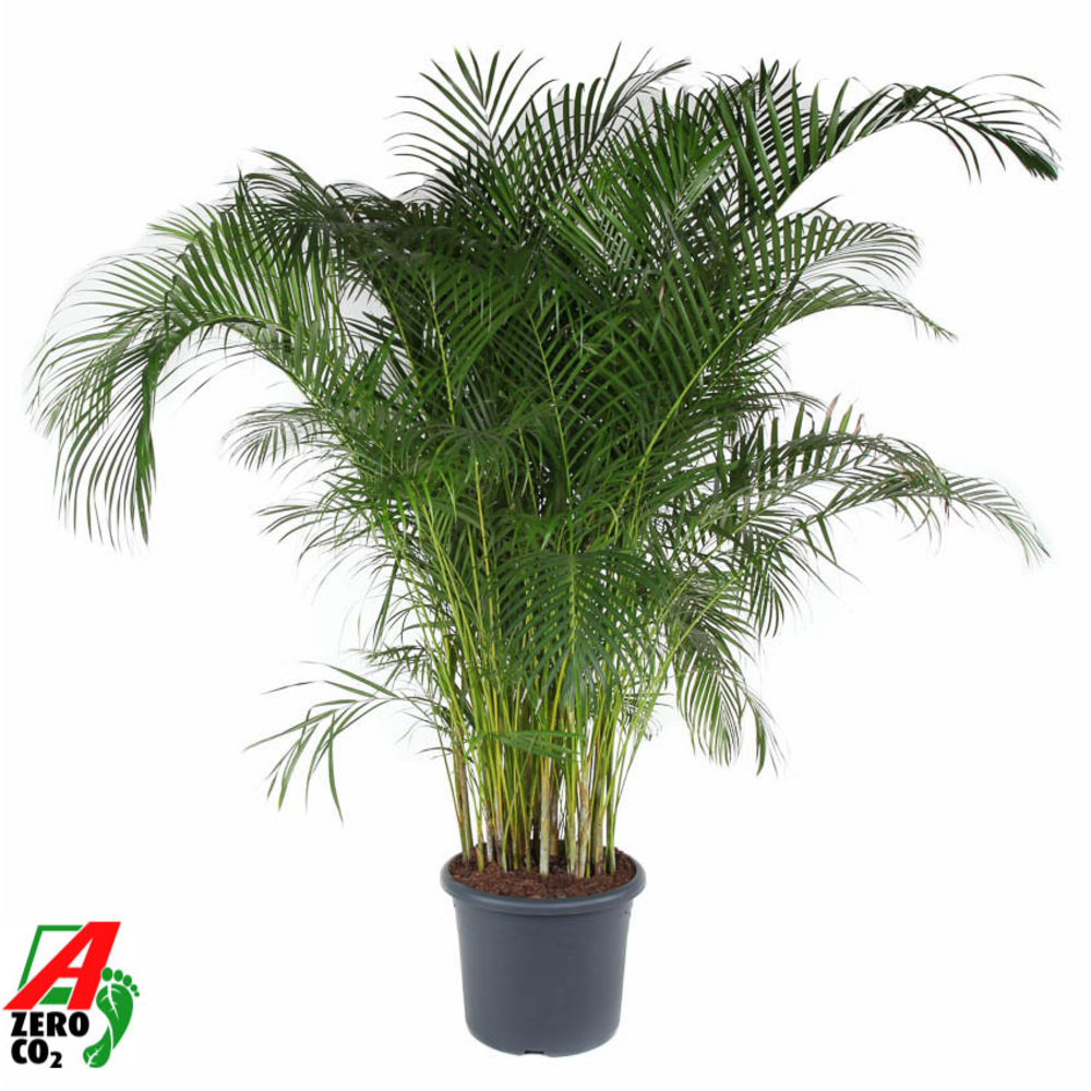 Dypsis Lutescens(Areca) P48.
