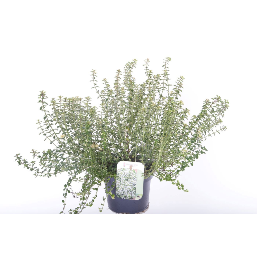 Thymus pulegoides Foxley.