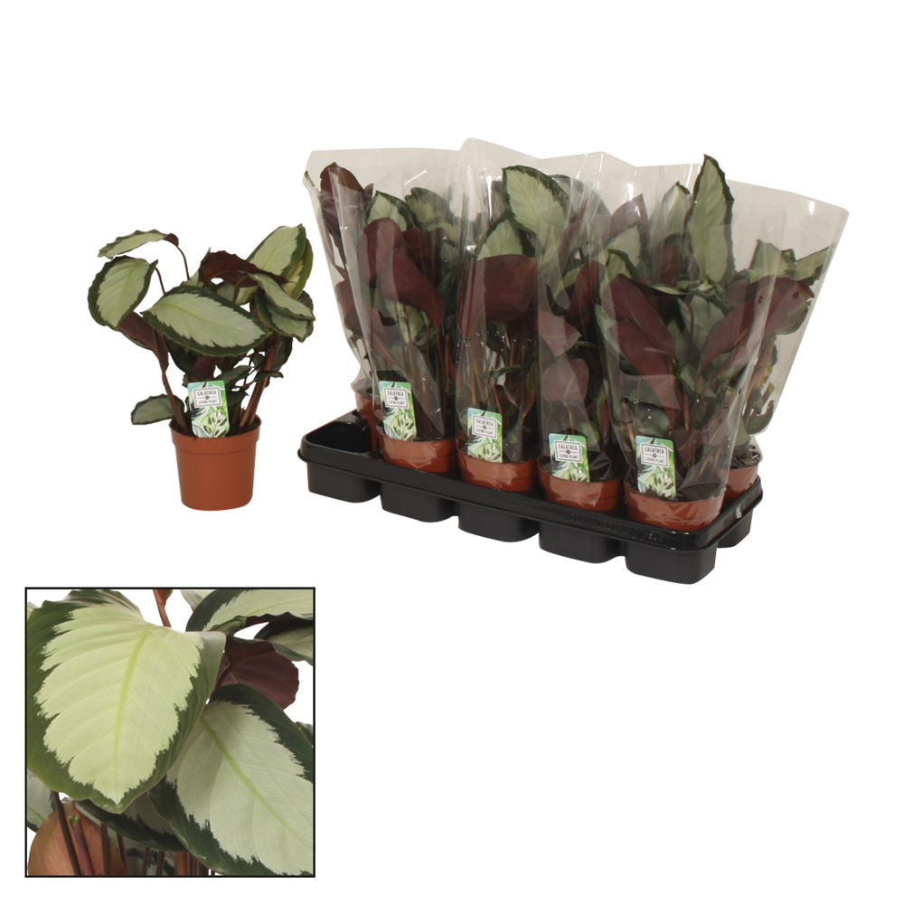 Calathea 12cm Picturata.