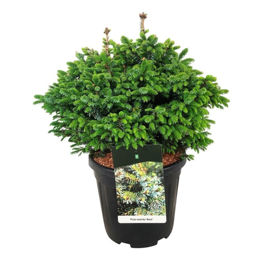 Picea omorika 'Nana'.