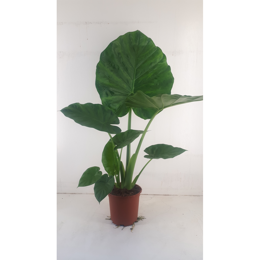Alocasia macrorrhiza.