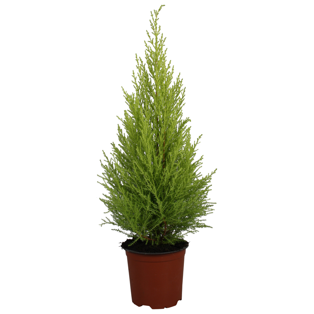 Cupressus Goldcrest Wilma - hoogte 60-65.
