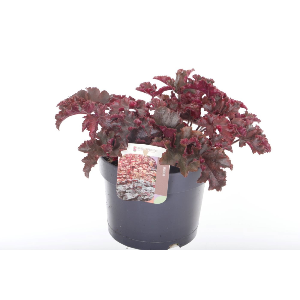 Heuchera Melting Fire.