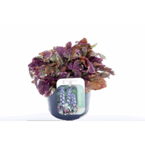 Ajuga reptans Burgundy Glow.
