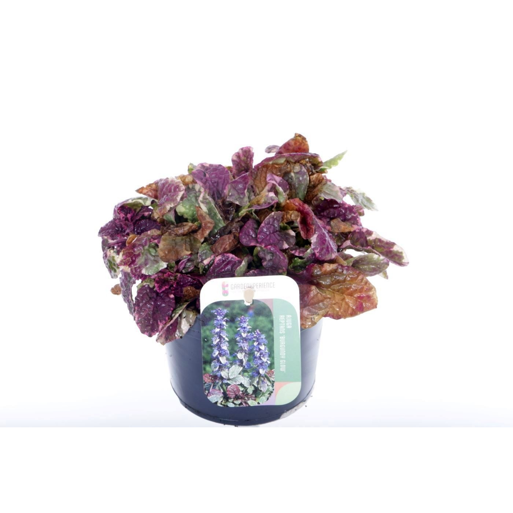 Ajuga reptans Burgundy Glow.