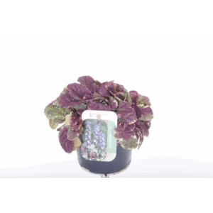 Ajuga reptans Burgundy Glow.