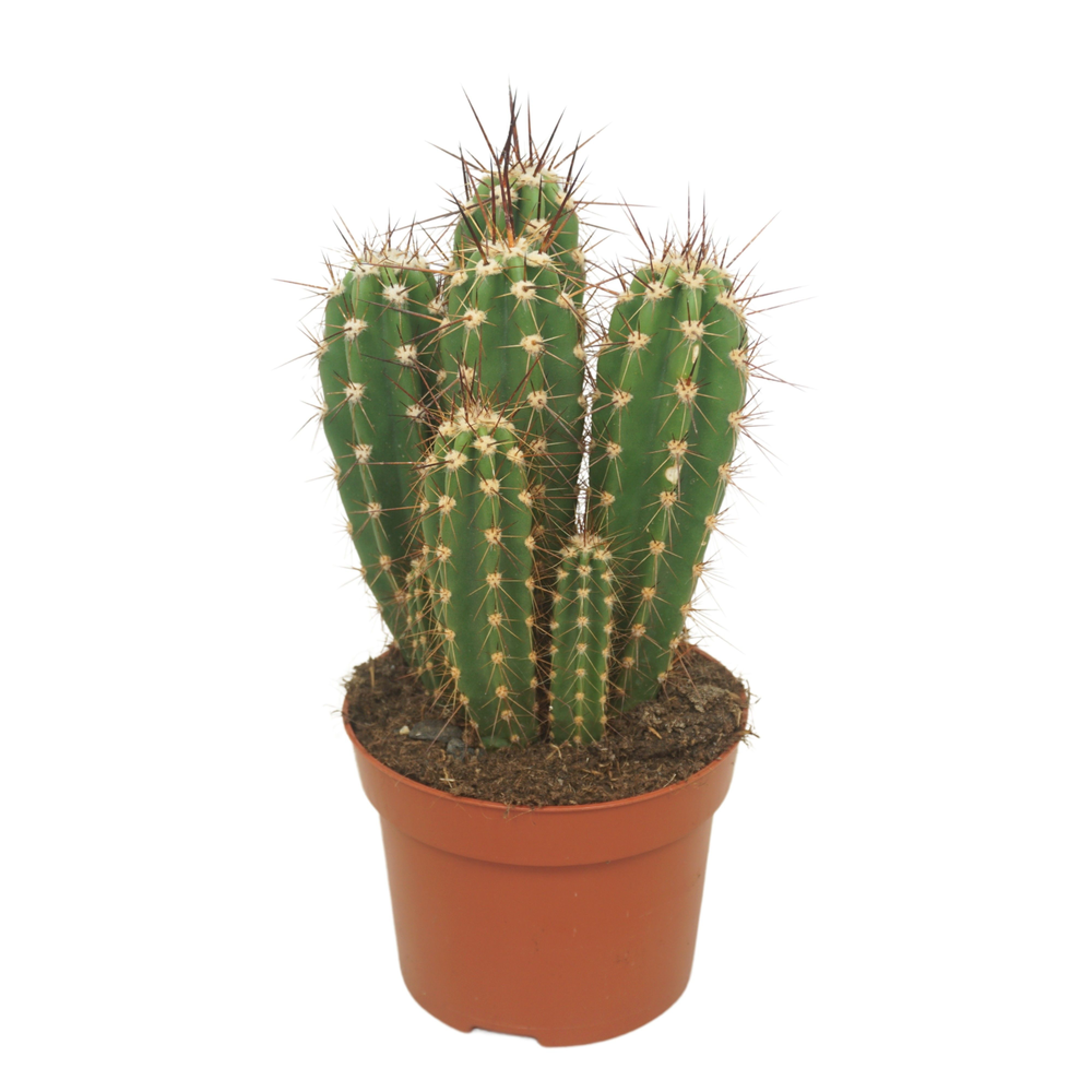 Neocardenasia herzogiana 12 cm.