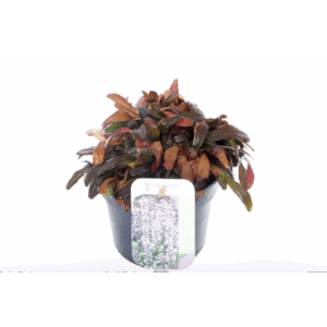 Ajuga reptans Chocolate Chips.