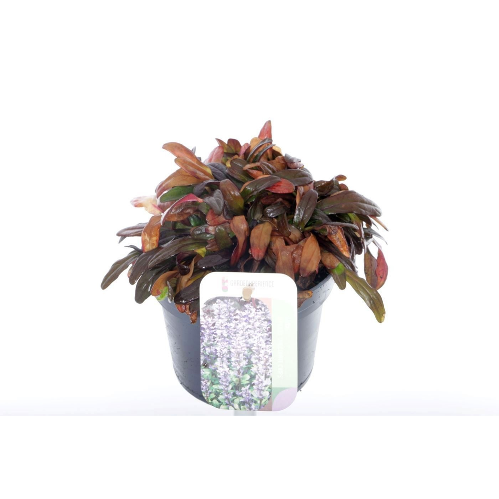 Ajuga reptans Chocolate Chips.