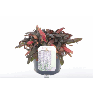 Ajuga reptans Chocolate Chips.