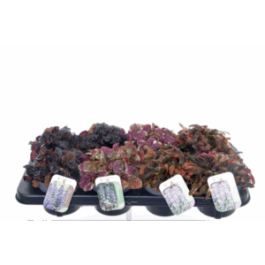 Ajuga reptans mix tray.