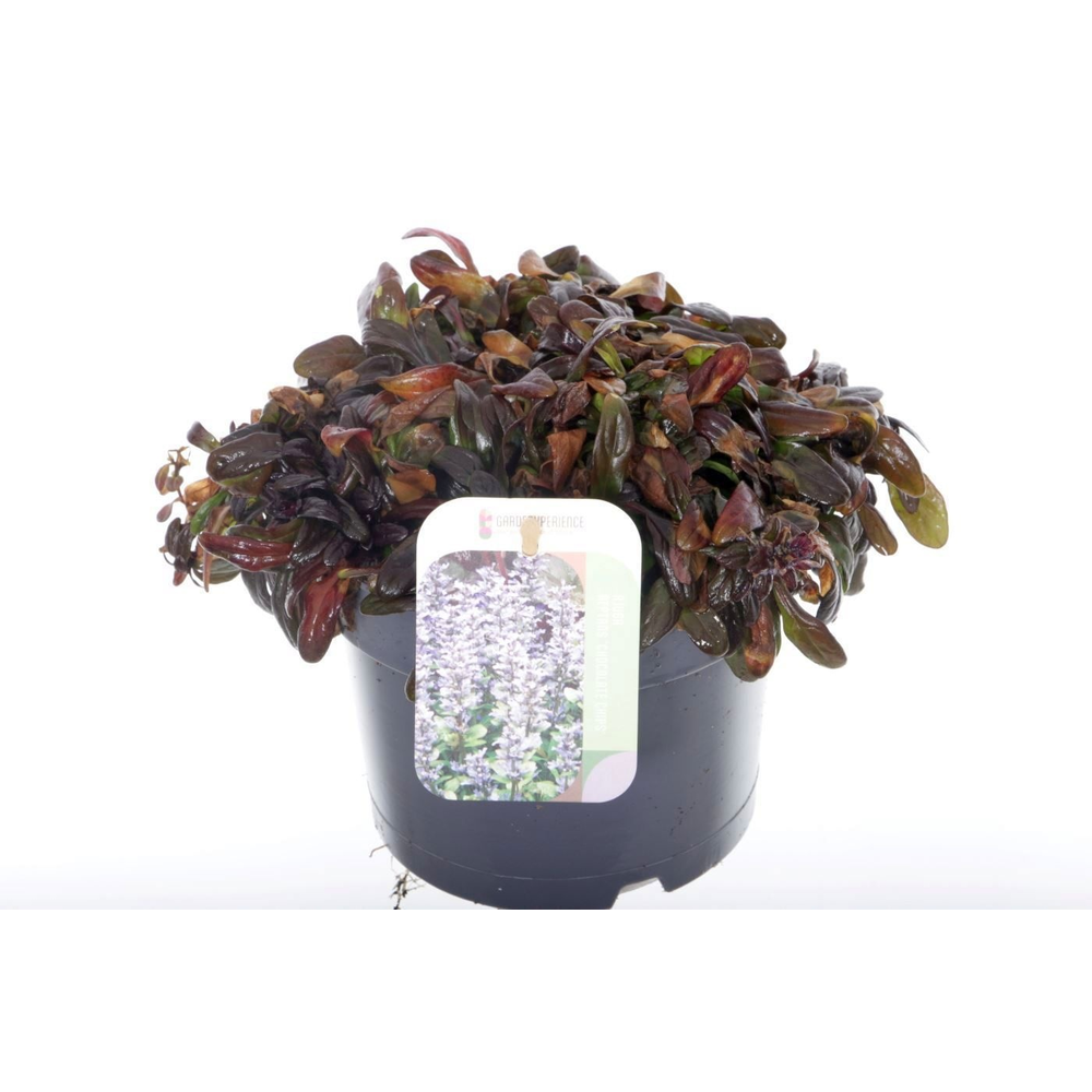 Ajuga reptans Chocolate Chips.