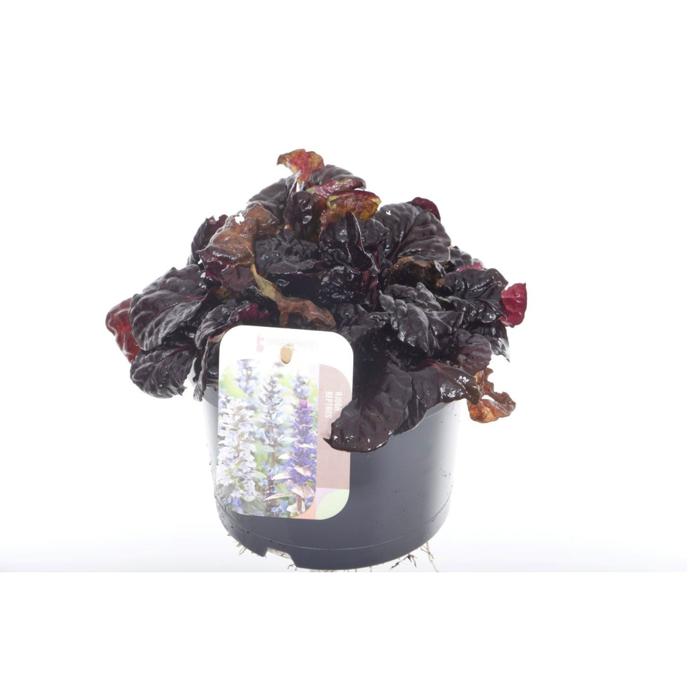 Ajuga reptans Black Scallop.