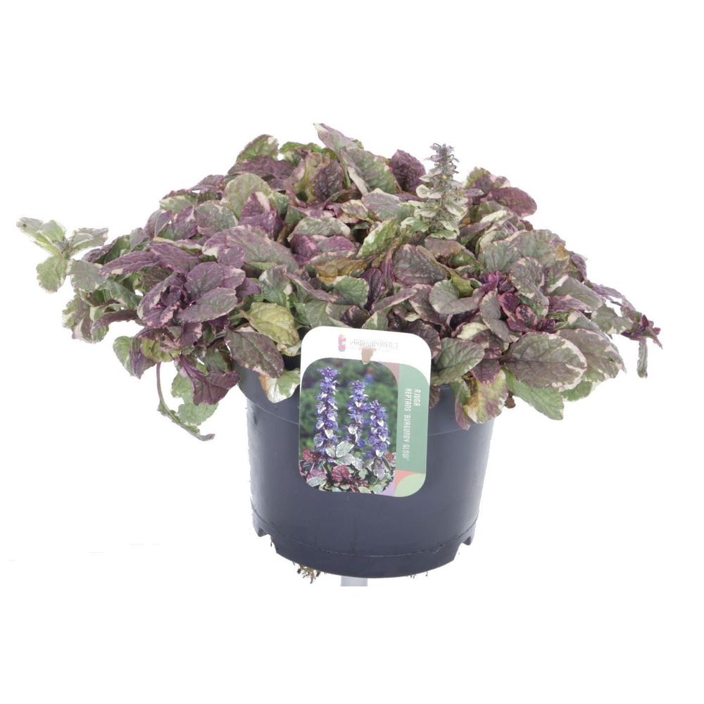 Ajuga reptans Burgundy Glow.